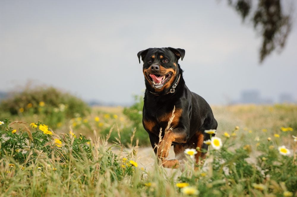 a Rottweiler running