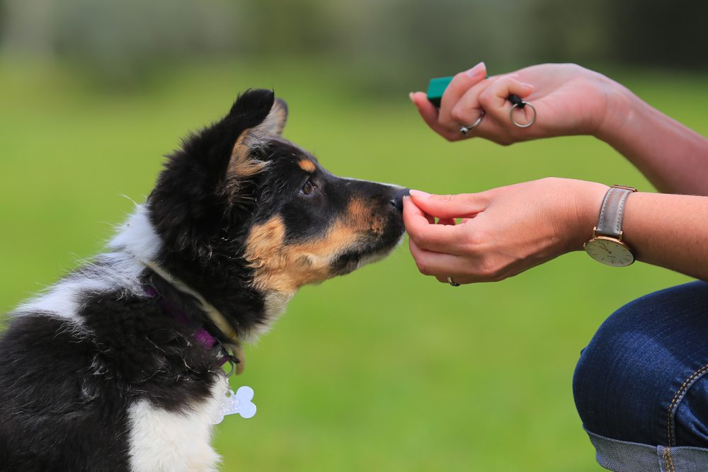 a black and white puppy sniffs a hand holding a treat while the other hand holds a clicker