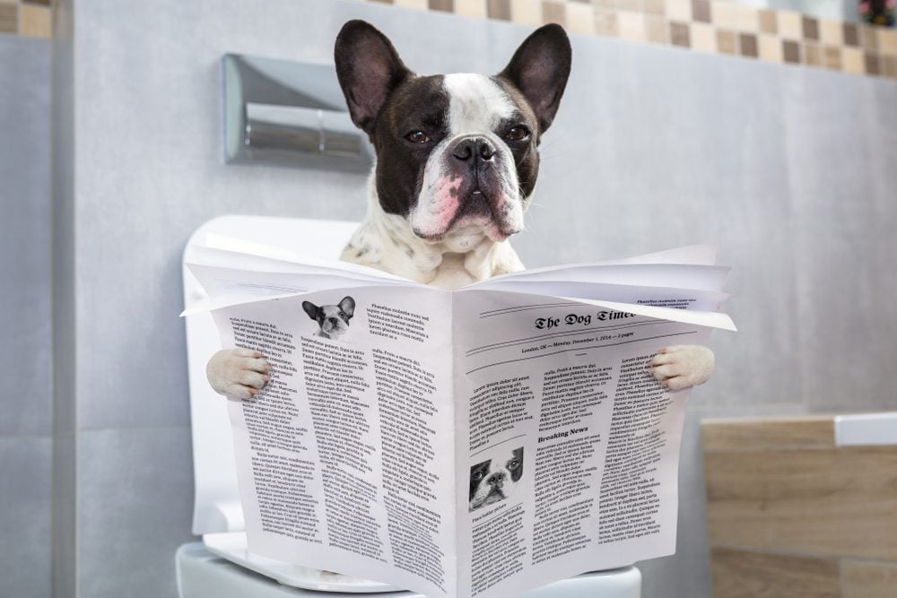 a french bulldog sits on a toilet reading a newspaper