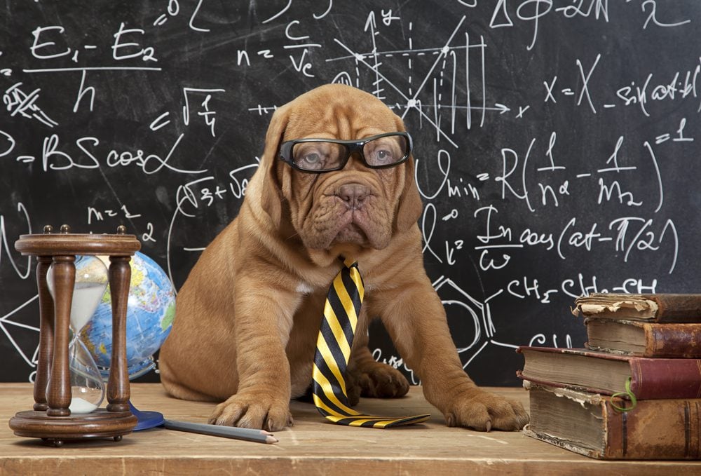 a puppy wearing glasses and a tie sits in front of a blackboard full of equations