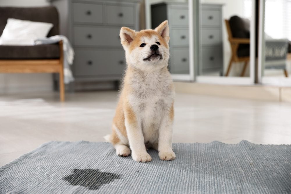 Dog or Dog — How to Potty Train your Puppy and Mistakes we make