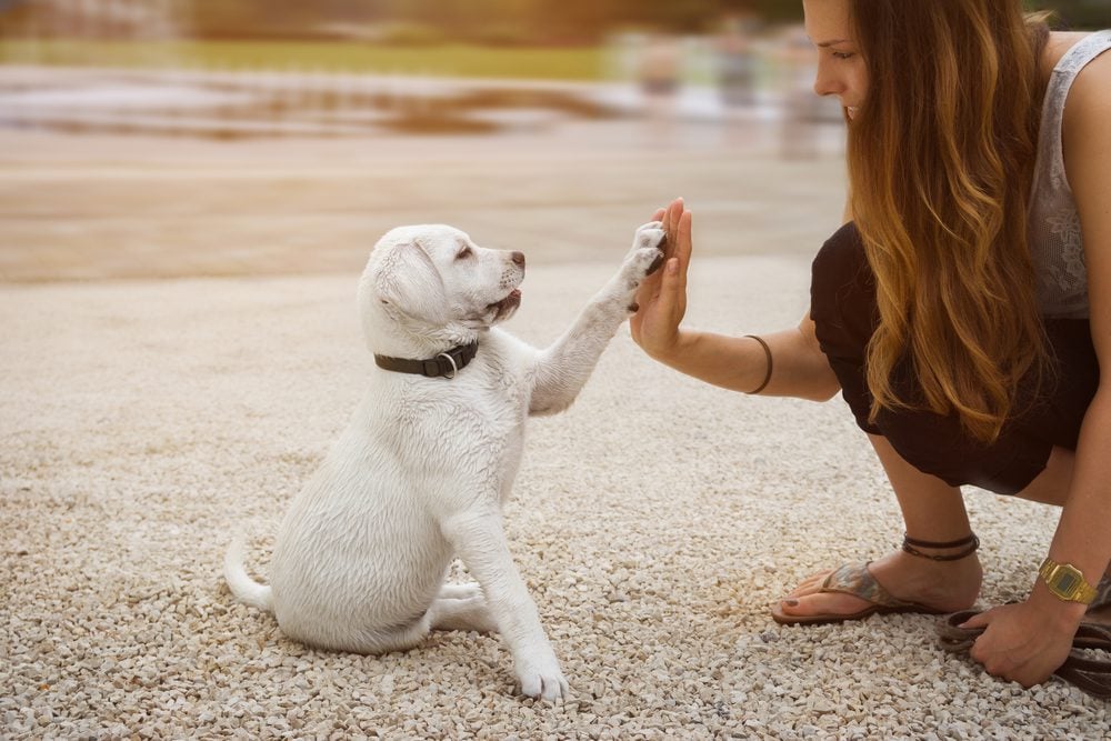 puppy giving high five