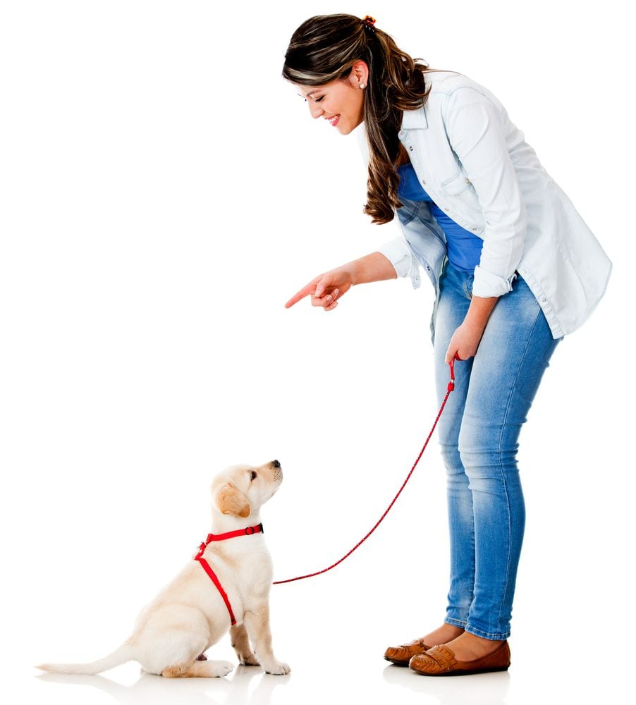smiling woman points at a sitting yellow lab puppy