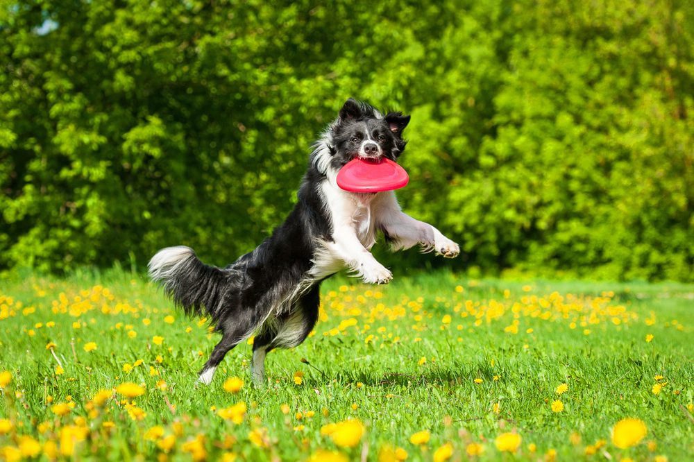 Border collie catching frisbee