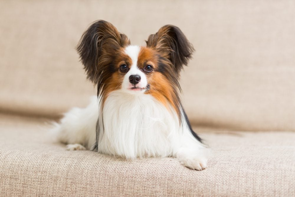 Papillon on a couch