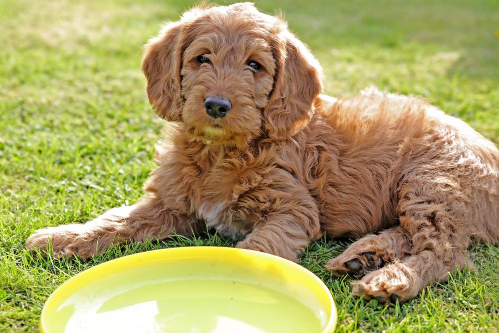 a Labradoodle and water bowl