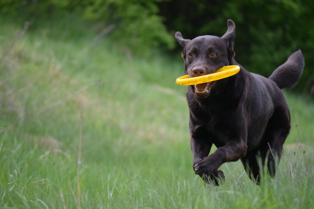 chocolate labrador holding a frisbee