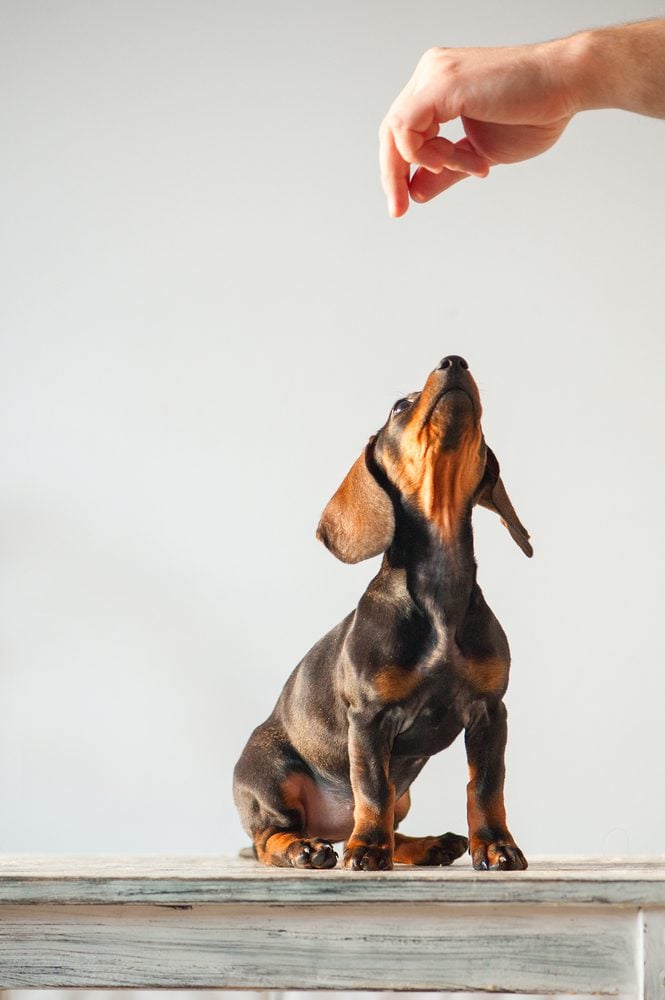 dachshund obeying sit command