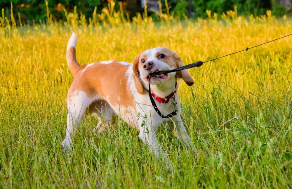 dog chewing on leash