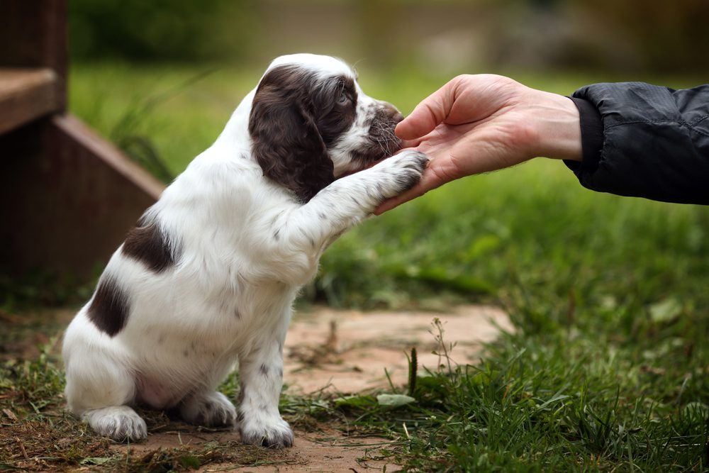 puppy giving a paw to owner