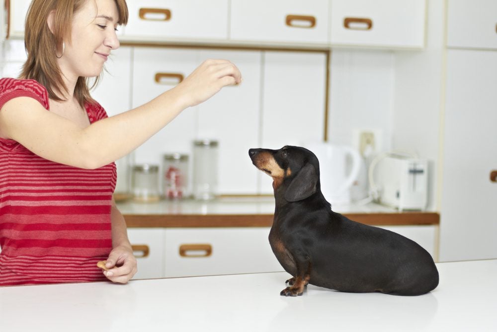 woman holds hand above dachshund