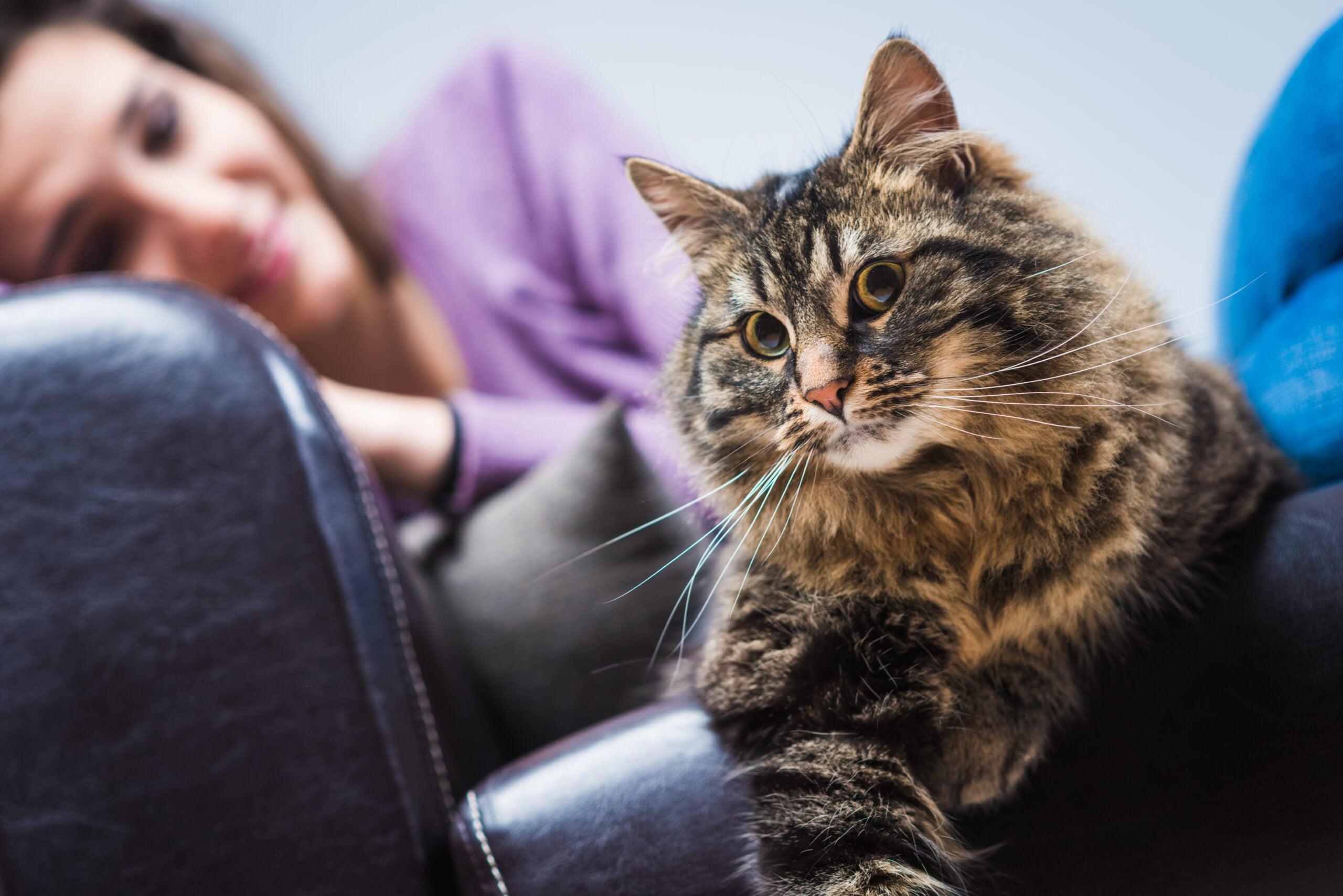 Emotional support animal with owner in Nevada home.