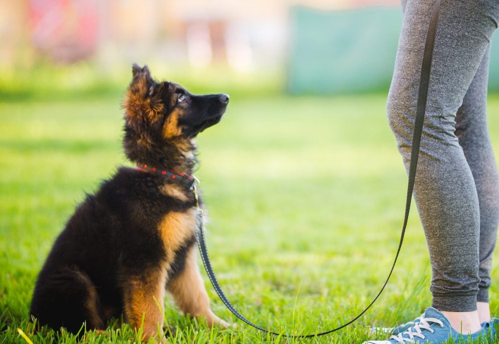 German shepherd puppy in training