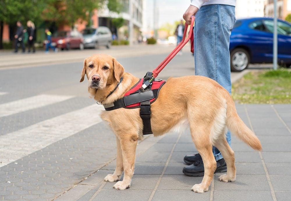 a guide dog stands at a crosswalk with its owner