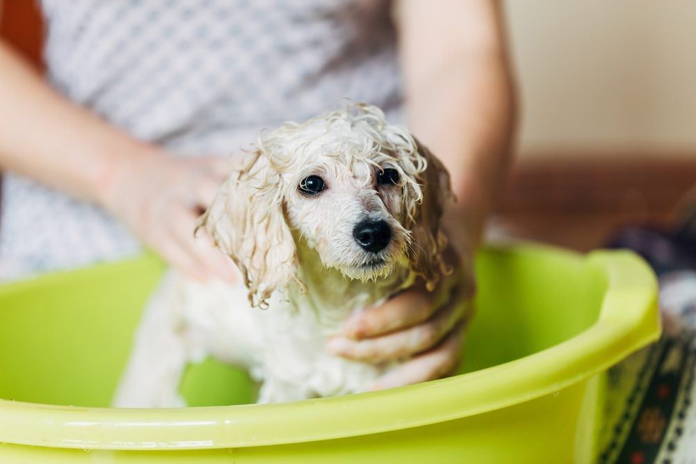 puppy being washed