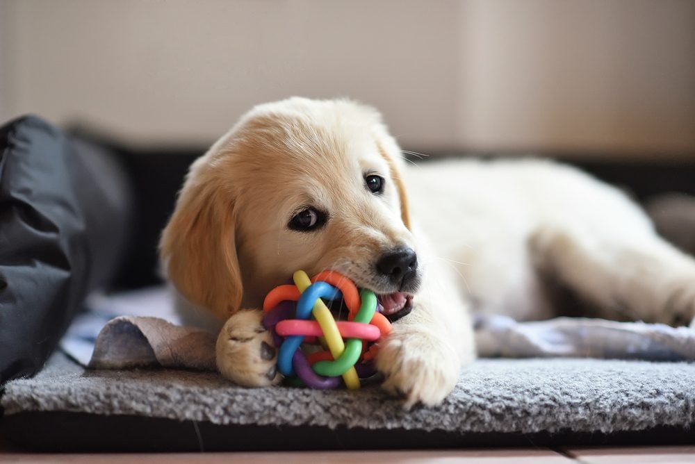 puppy chewing toy