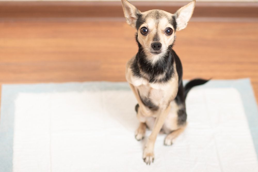 puppy on pee pad