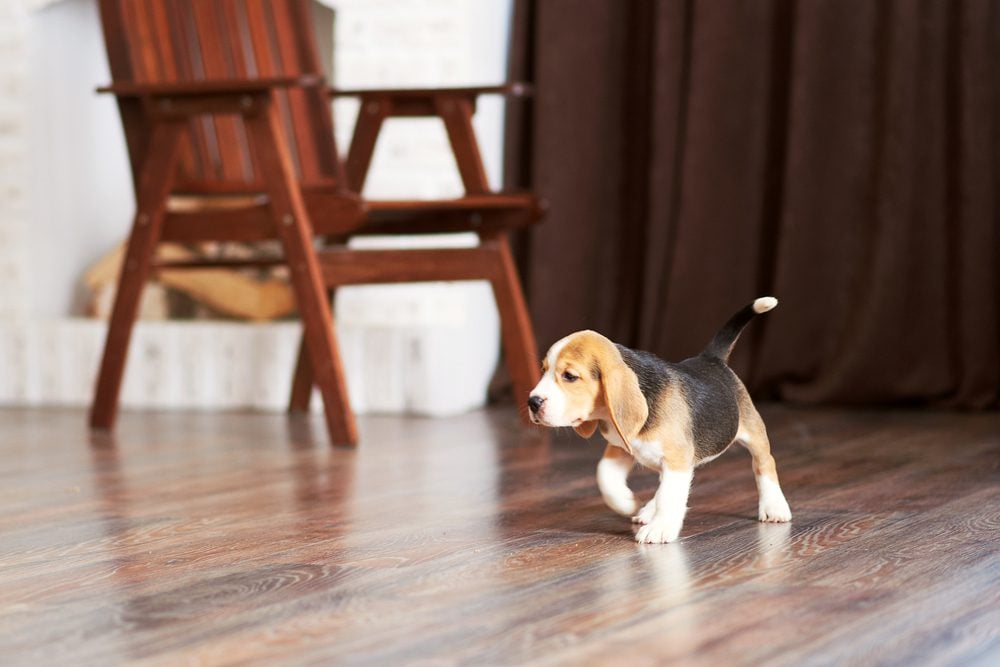 puppy walking in clean home