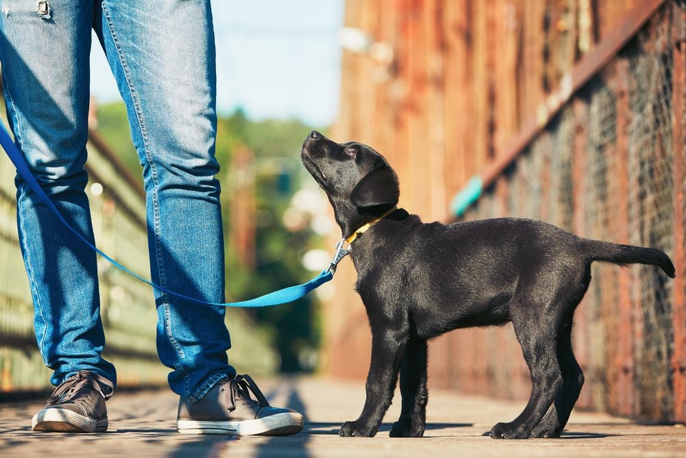 puppy walking on leash