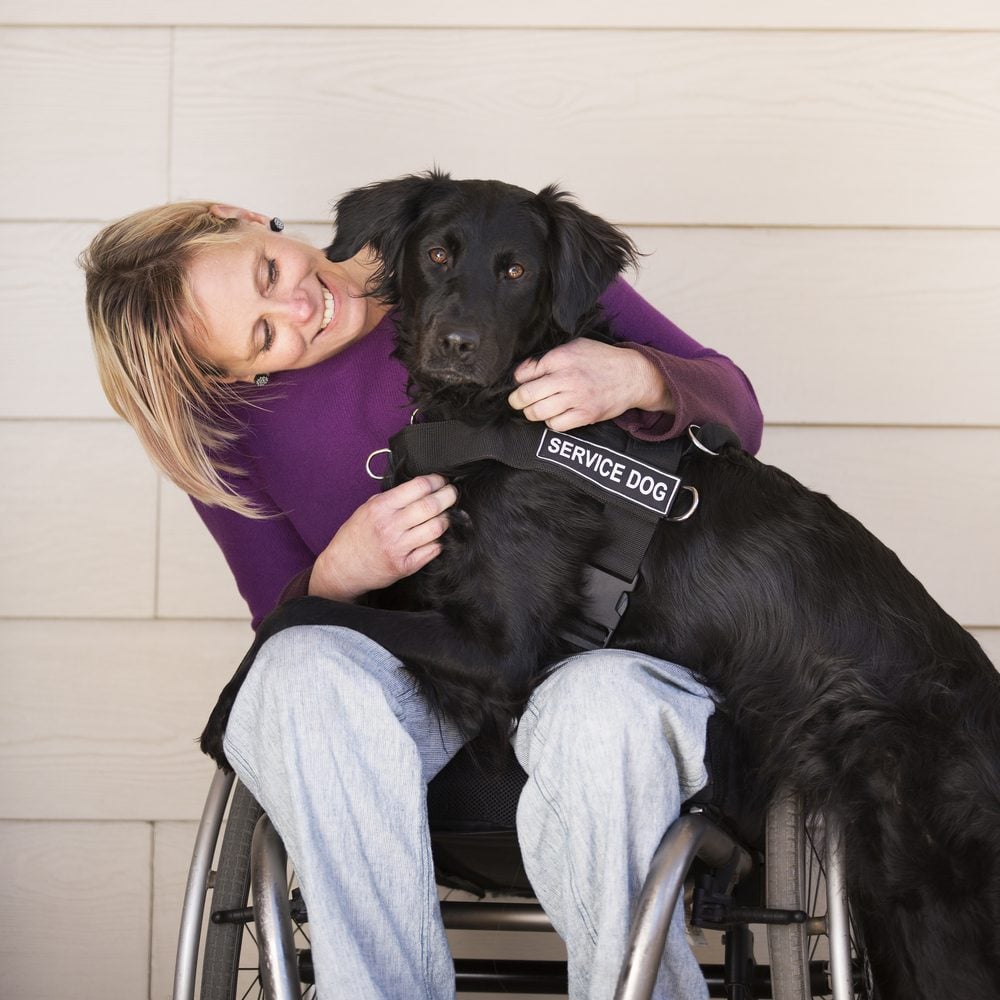 service dog lays on woman in wheelchair