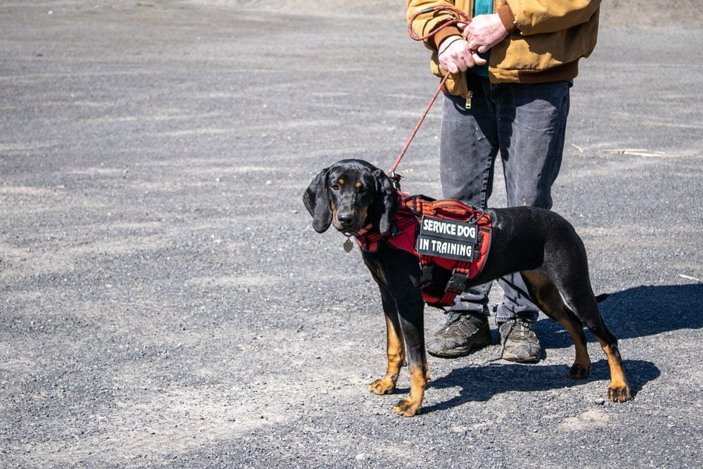 service dog training with handler