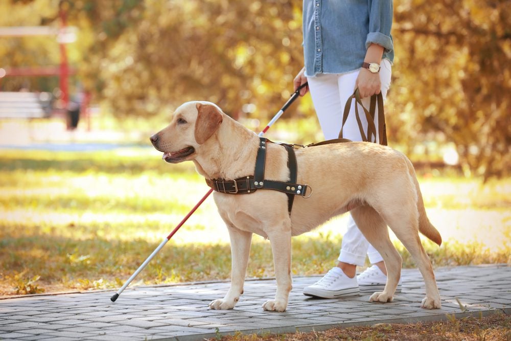 visually impaired woman with guide dog