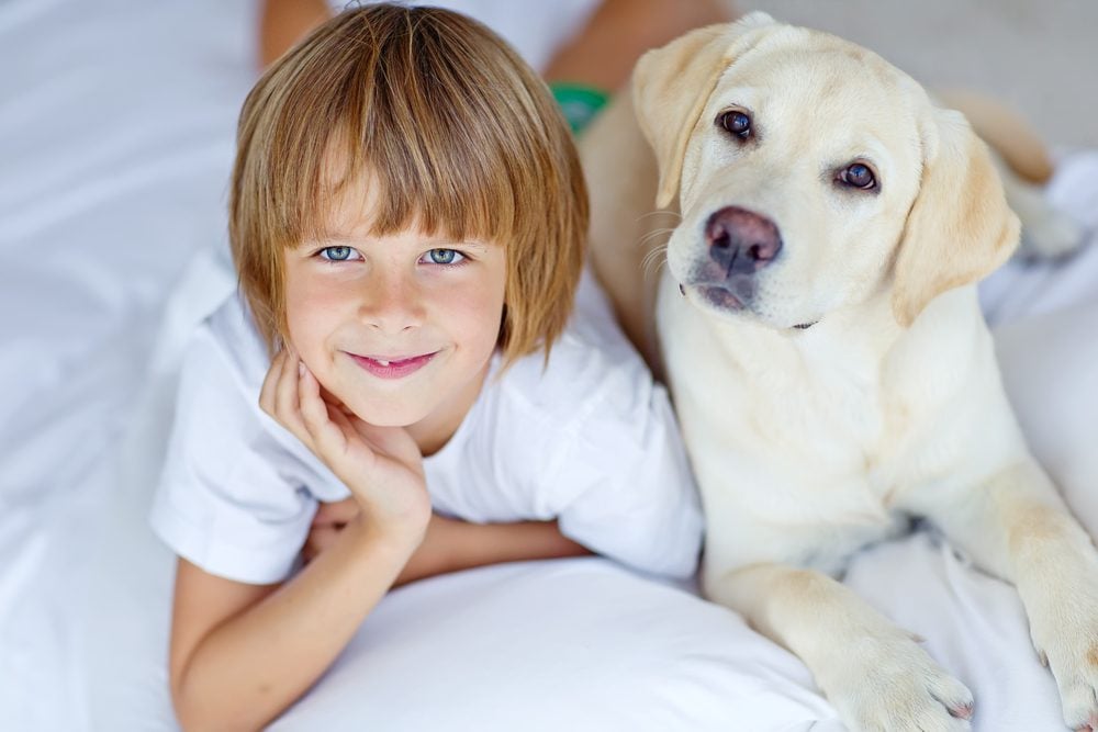 Boy lays next to yellow Labrador on bed