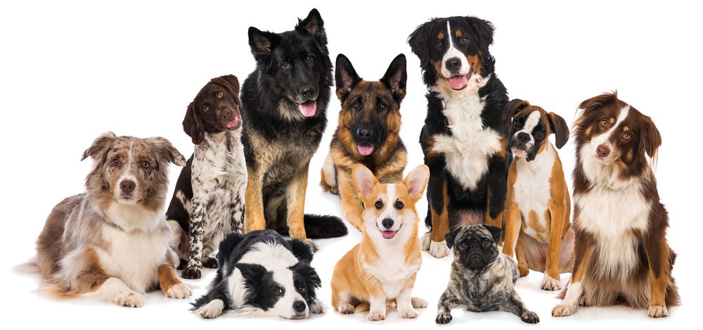 different breeds of dogs with white background