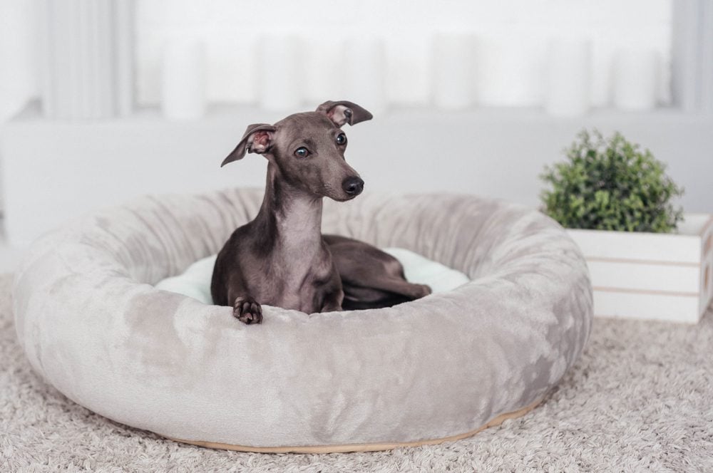 grey Italian greyhound lies on dog bed