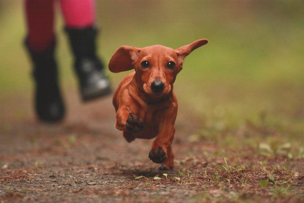 red dachshund runs on a trail