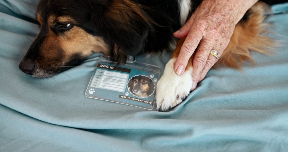 Closeup, pet or animal with assistance for elderly care, medical guide or help at clinic