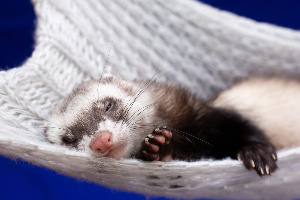 Black and white ferret sleeps in white hammock