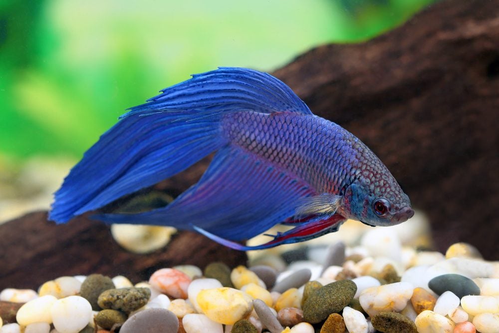 Blue betta in a fish tank