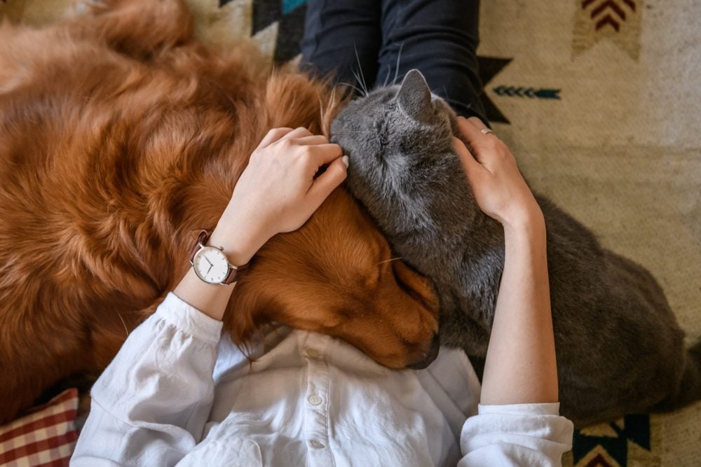 Golden retriever and grey cat lay in owner’s lap