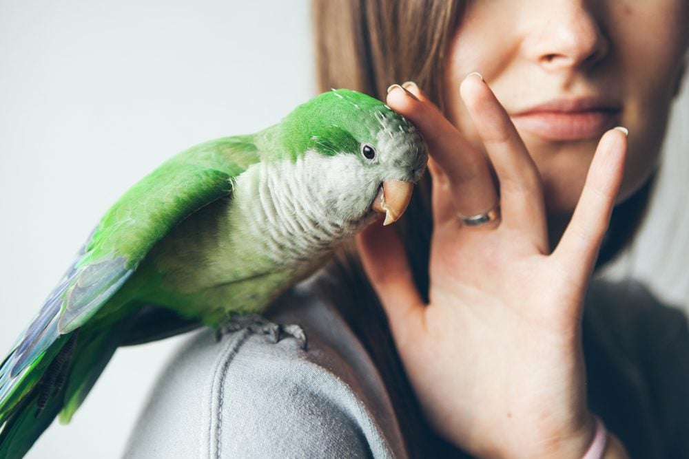 Green monk parakeet sitting on woman’s shoulder