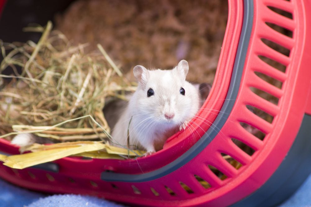 White gerbil standing in red basket with hay