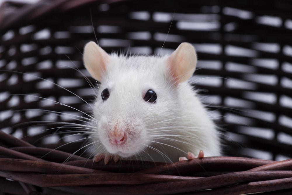 White rat standing in dark wicker basket