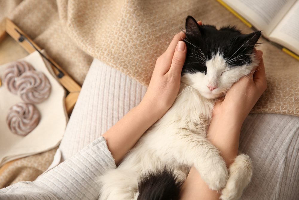 Woman petting sleeping cat on her lap