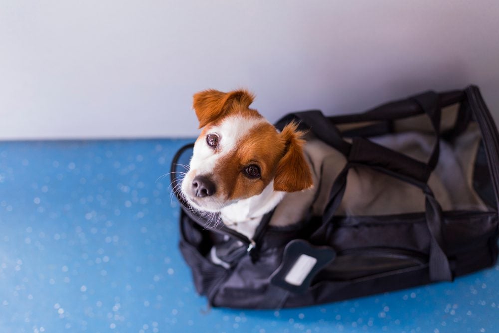 Small dog in travel bag