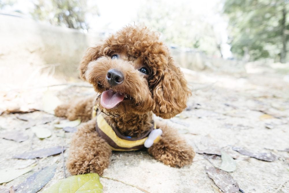 Brown toy poodle laying outside on rocky path