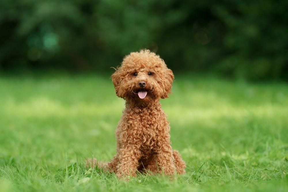 Caramel-colored toy poodle sits in the grass