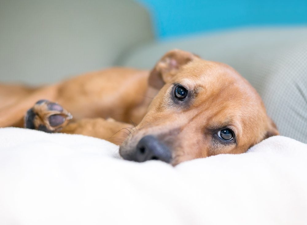 Tan dog lying on a green couch