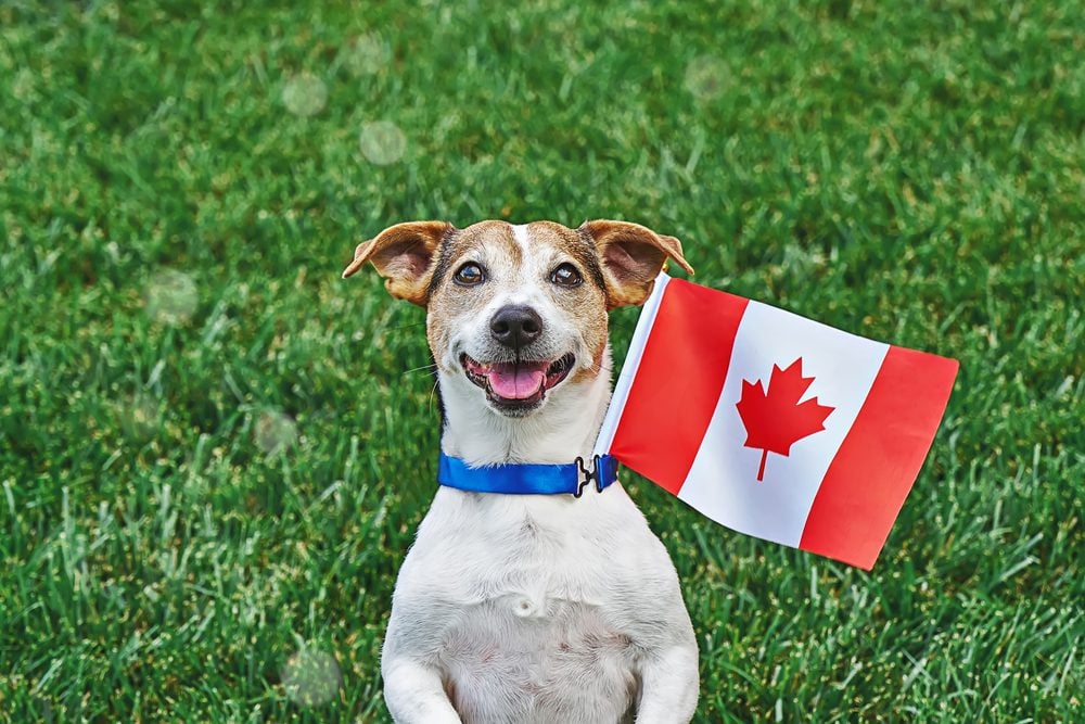 Terrier in front of bushes with Canadian flag in collar