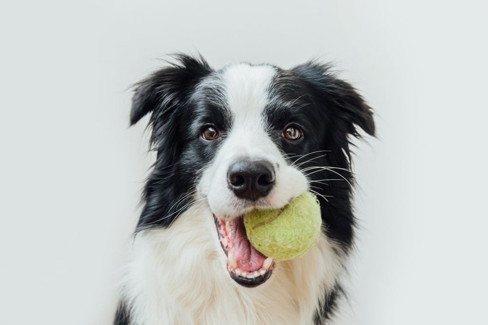 border collie holding ball in mouth