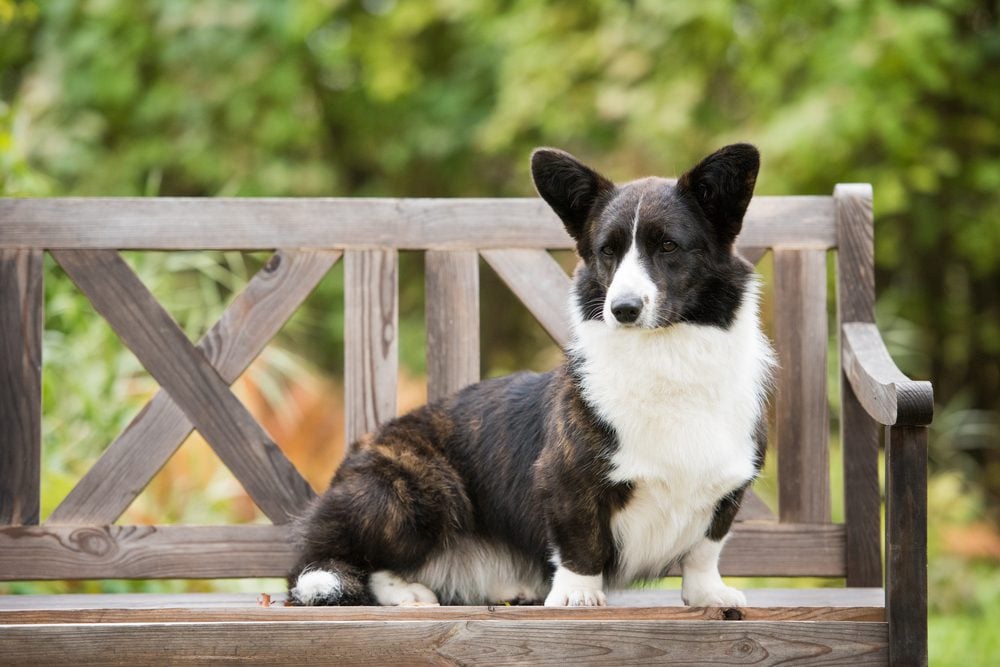 cardigan welsh corgi on wooden bench