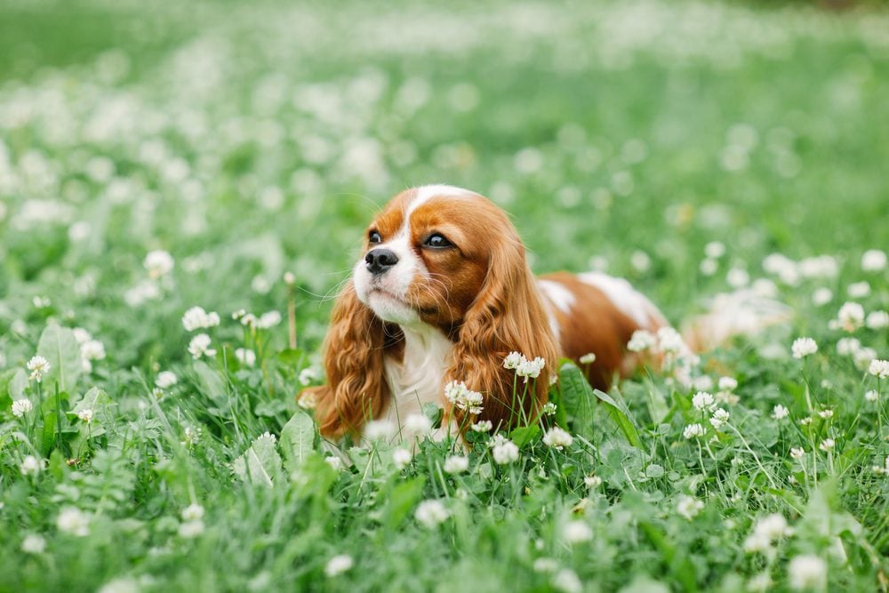 cavalier king charles spaniel in clover field