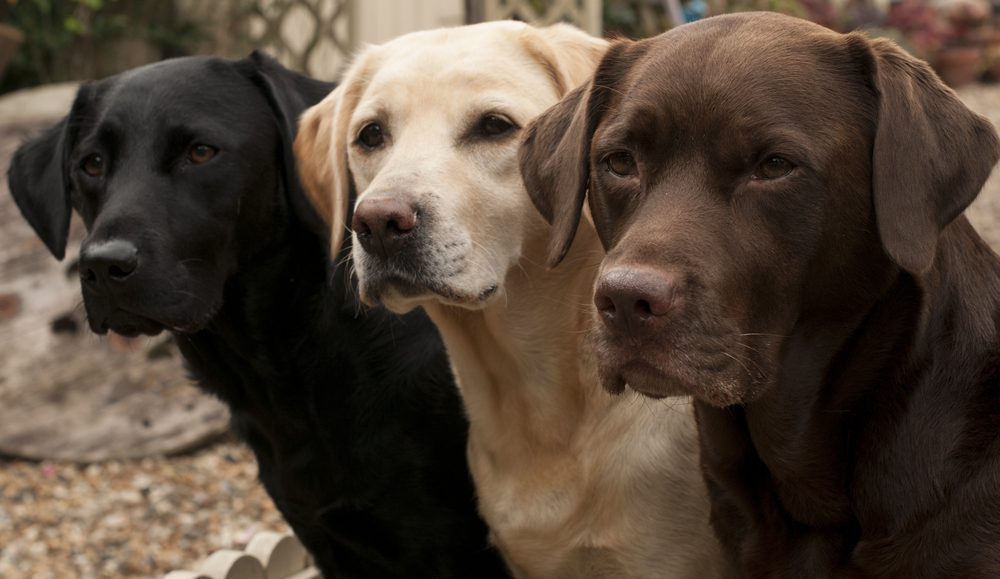 different colored labs standing