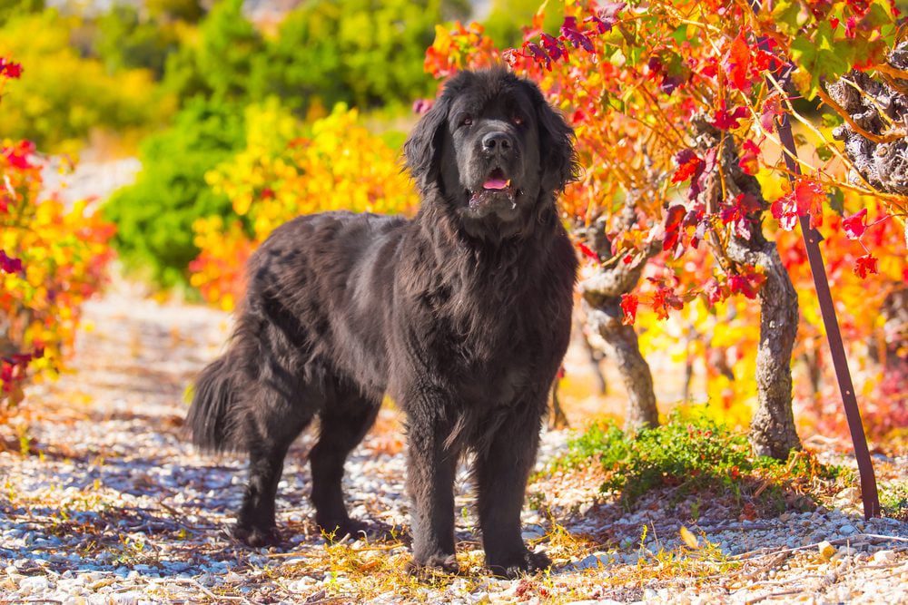 newfoundland on gravel path in autumn