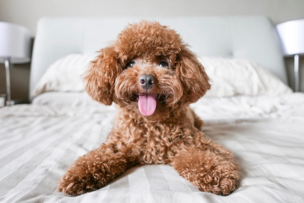 poodle on bed with tongue out