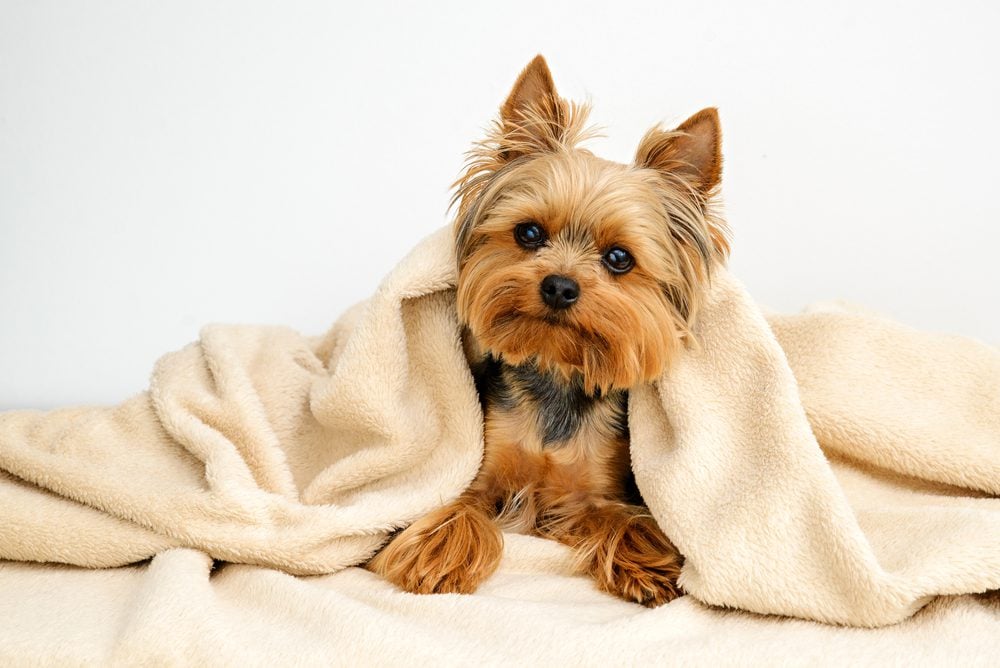 yorkie lies under a blanket